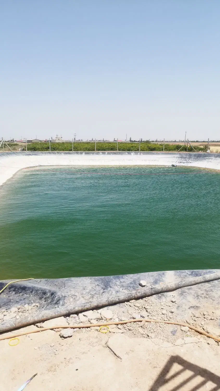 تاکستان زمین کشاورزی برای اجاره یا شراکت|اجارهٔ دفتر صنعتی، کشاورزی، تجاری|اسفرورین, |دیوار