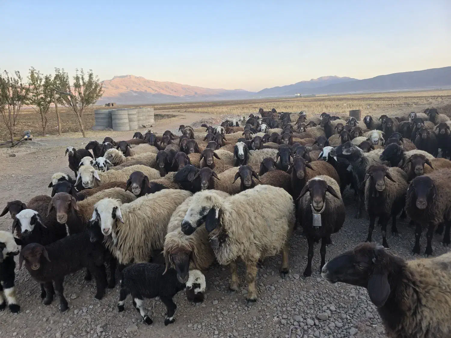 میش افشاری|حیوانات مزرعه|خانمیرزا, |دیوار