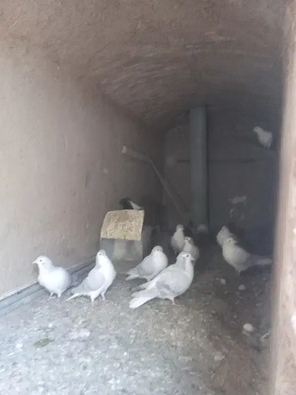 کفتر ساده|پرنده|بیرجند, |دیوار