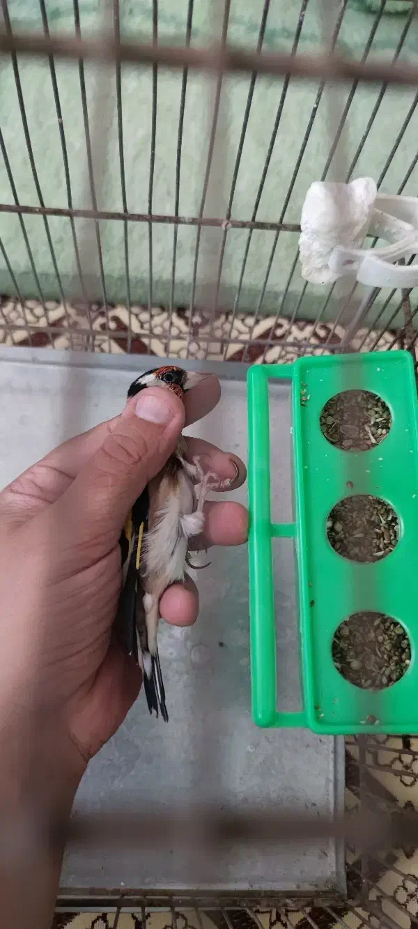 سهره رسمی پر خون جفتی امسال قدو قواره دار|پرنده|پردیس, فاز ۲|دیوار