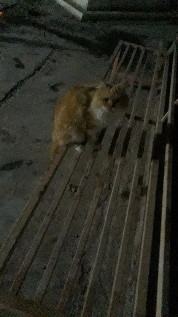 گربه پرشین سفید و نارنجی( پایین ترین قیمت)|گربه|کرمانشاه, |دیوار