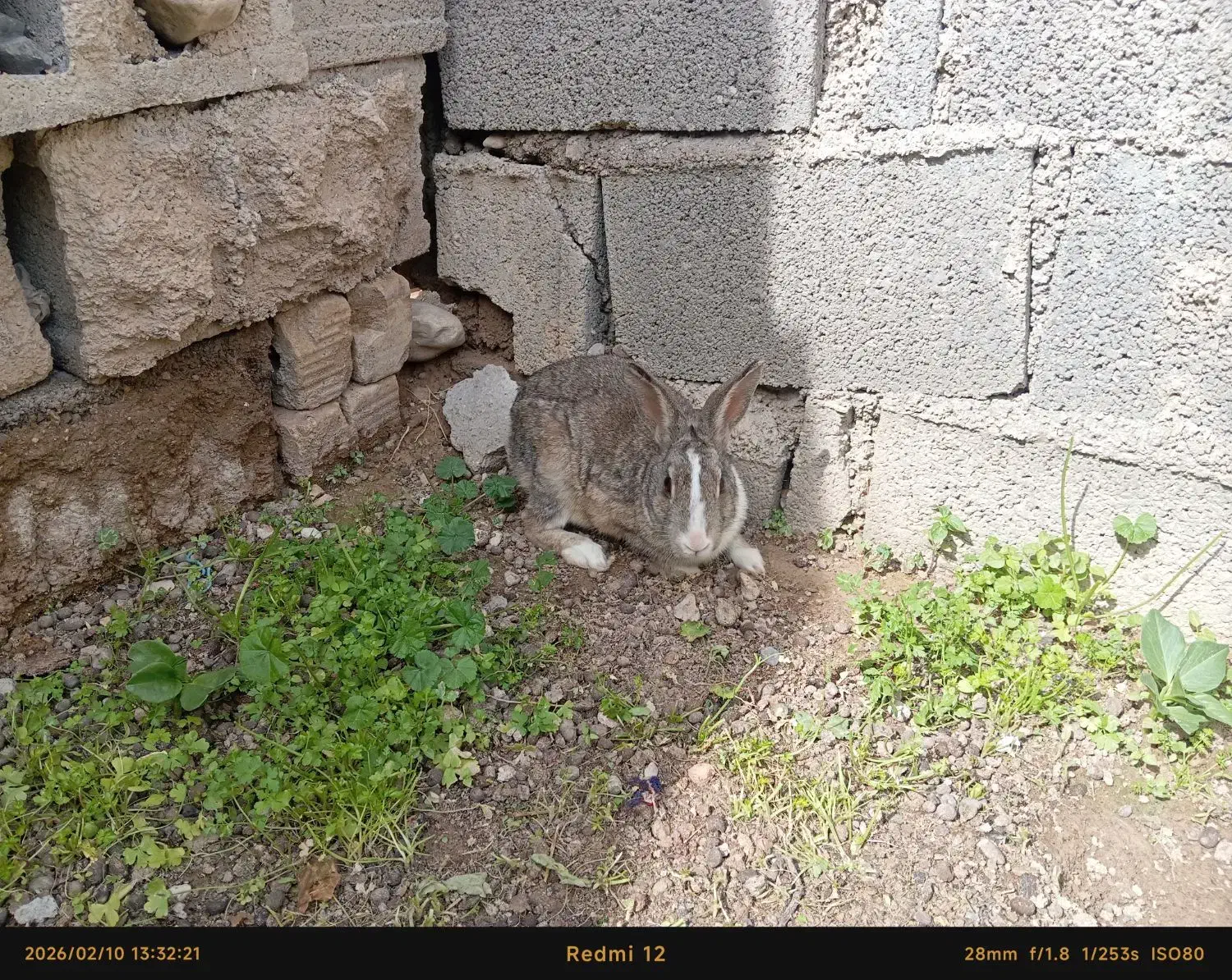 خرگوش کوهی|موش و خرگوش|دوگنبدان, |دیوار