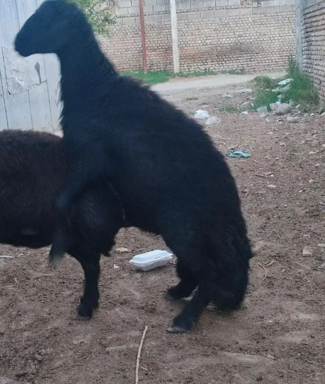 قوچ|حیوانات مزرعه|رامیان, |دیوار