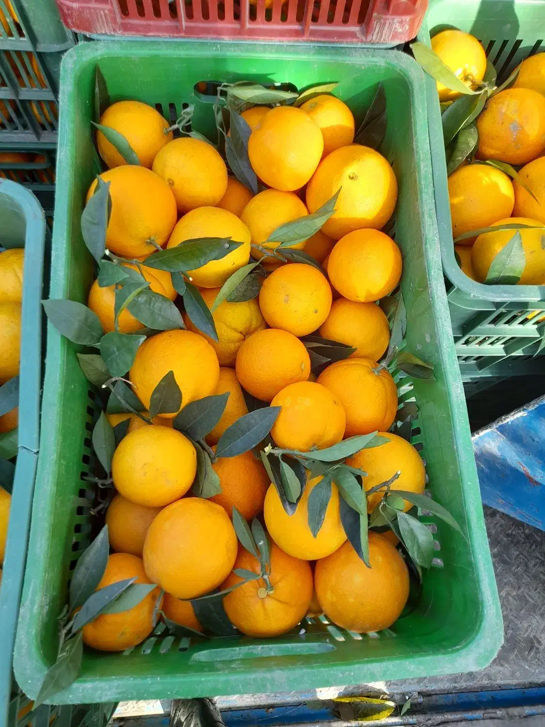 پرتقال تامسون برگ چین|خوردنی و آشامیدنی|نشتارود, |دیوار