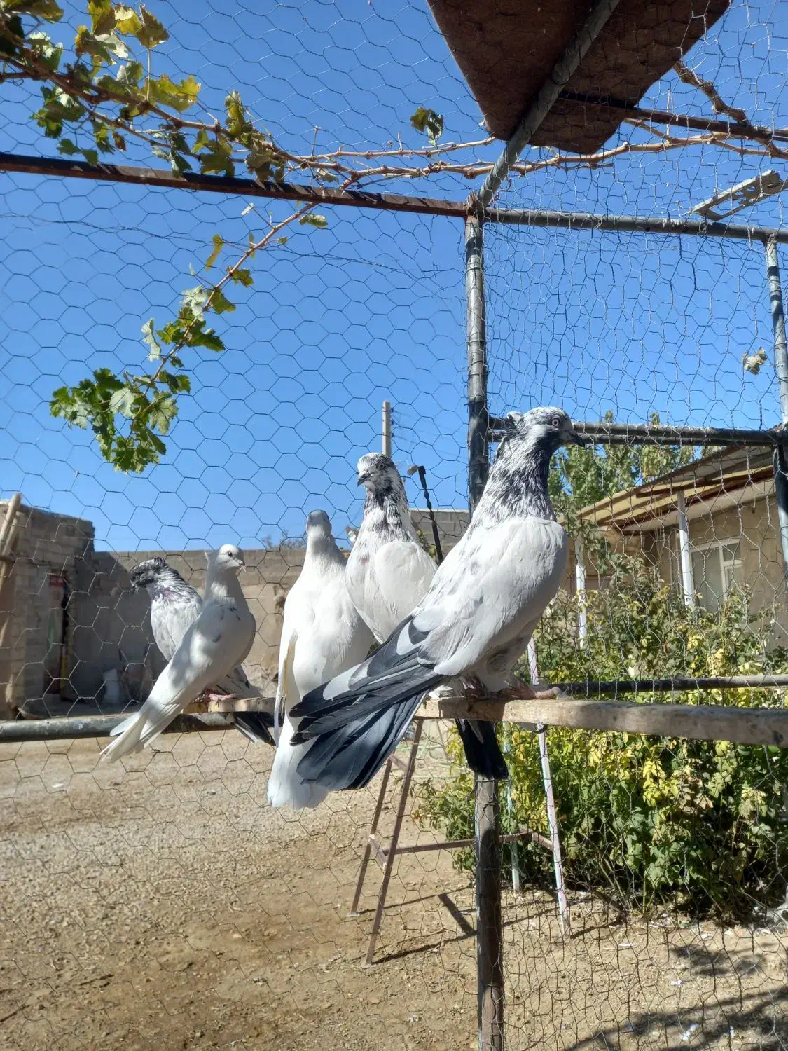 تعدادی کبوتر|پرنده|تهران, امیریه|دیوار