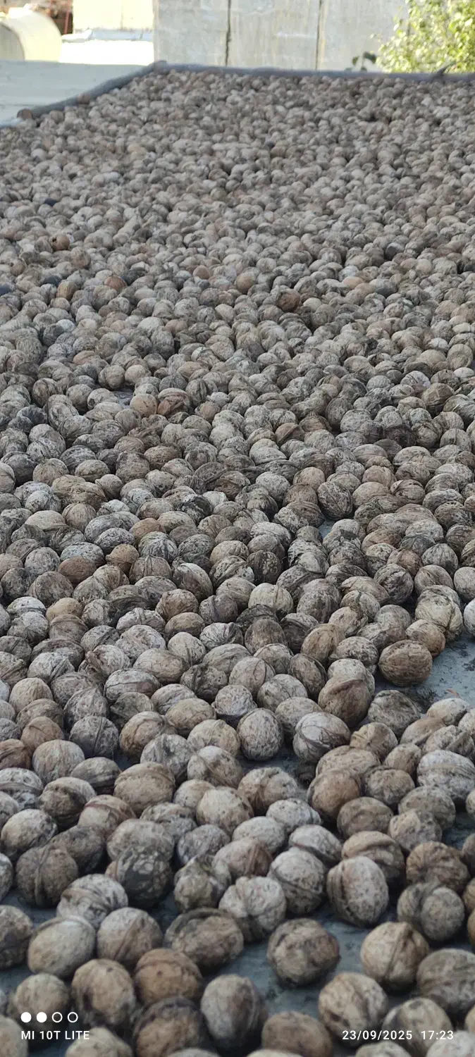 گردو تازه امسال پرمغز و ارگانیک پاوه|خوردنی و آشامیدنی|پاوه, |دیوار