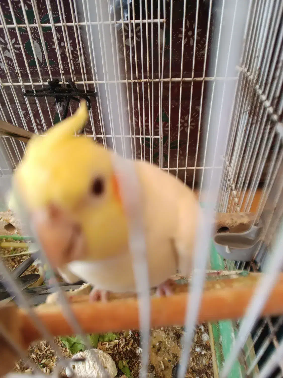 یک جفت عروس هلندی لوتینو وگل باقلی با لوازم|پرنده|لاهیجان, کوی آزادگان|دیوار