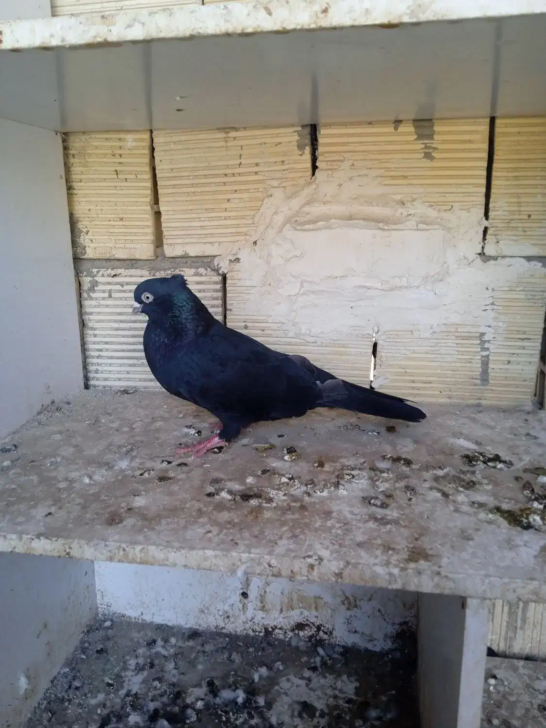 فروشی|پرنده|امیدیه, |دیوار