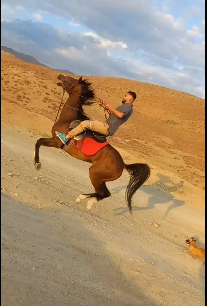 اسب وارداتی kwpn هولشتاین درساژ پرش کورس|اسب و تجهیزات اسب‌سواری|تهران, حصار بوعلی|دیوار