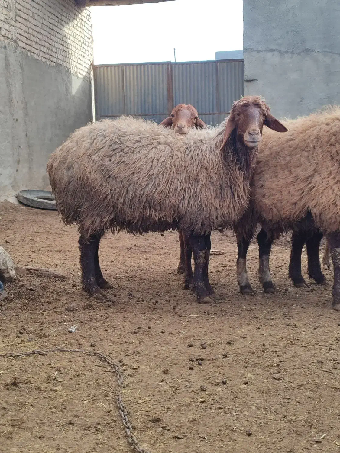 میش ابستن|حیوانات مزرعه|گلپایگان, |دیوار