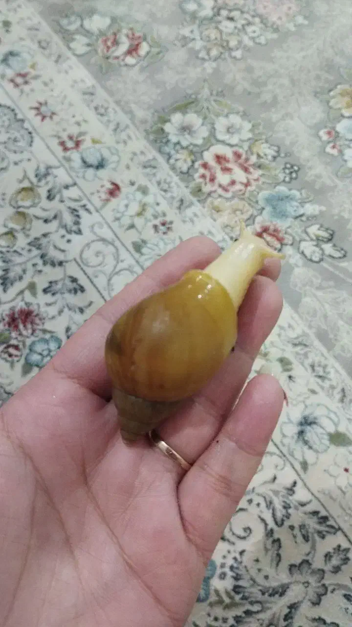 حلزون آچاتینا|خزنده|کرج, اصفهانی‌ها|دیوار