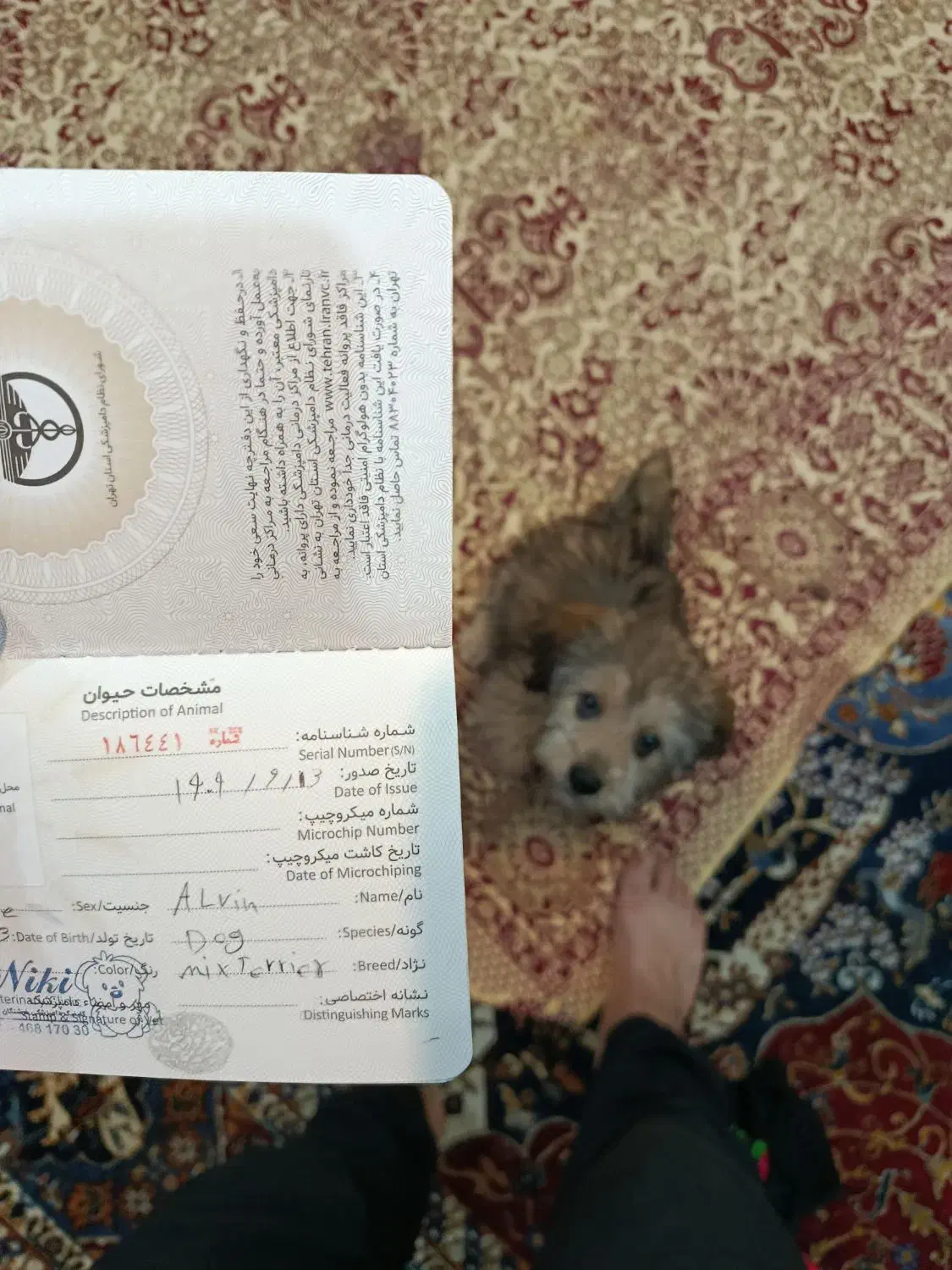 سگ شیتسو|سگ|تهران, امانیه|دیوار