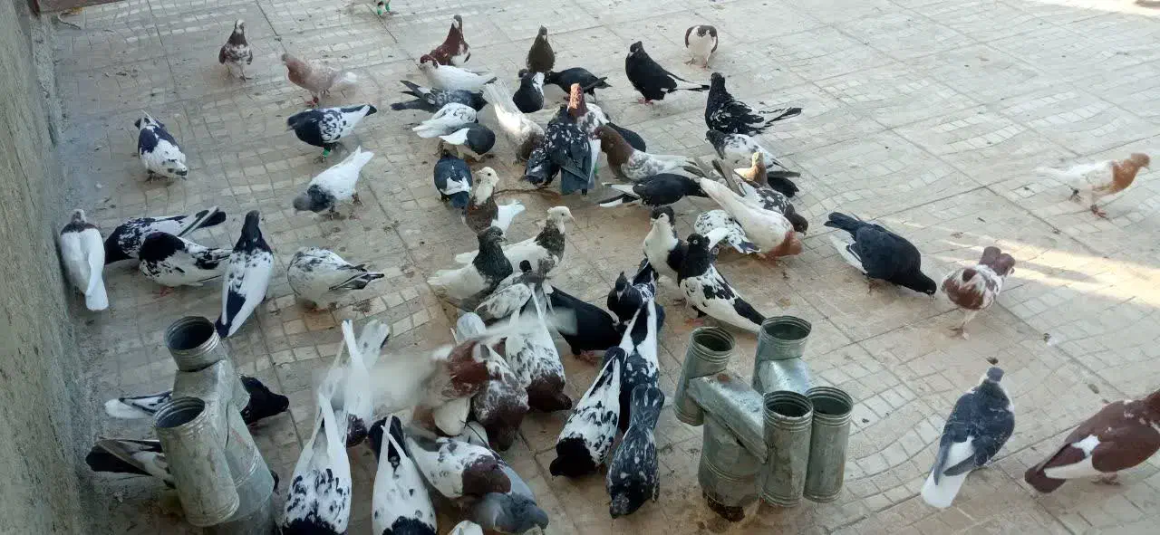 پرنده|پرنده|کوهسرخ, |دیوار