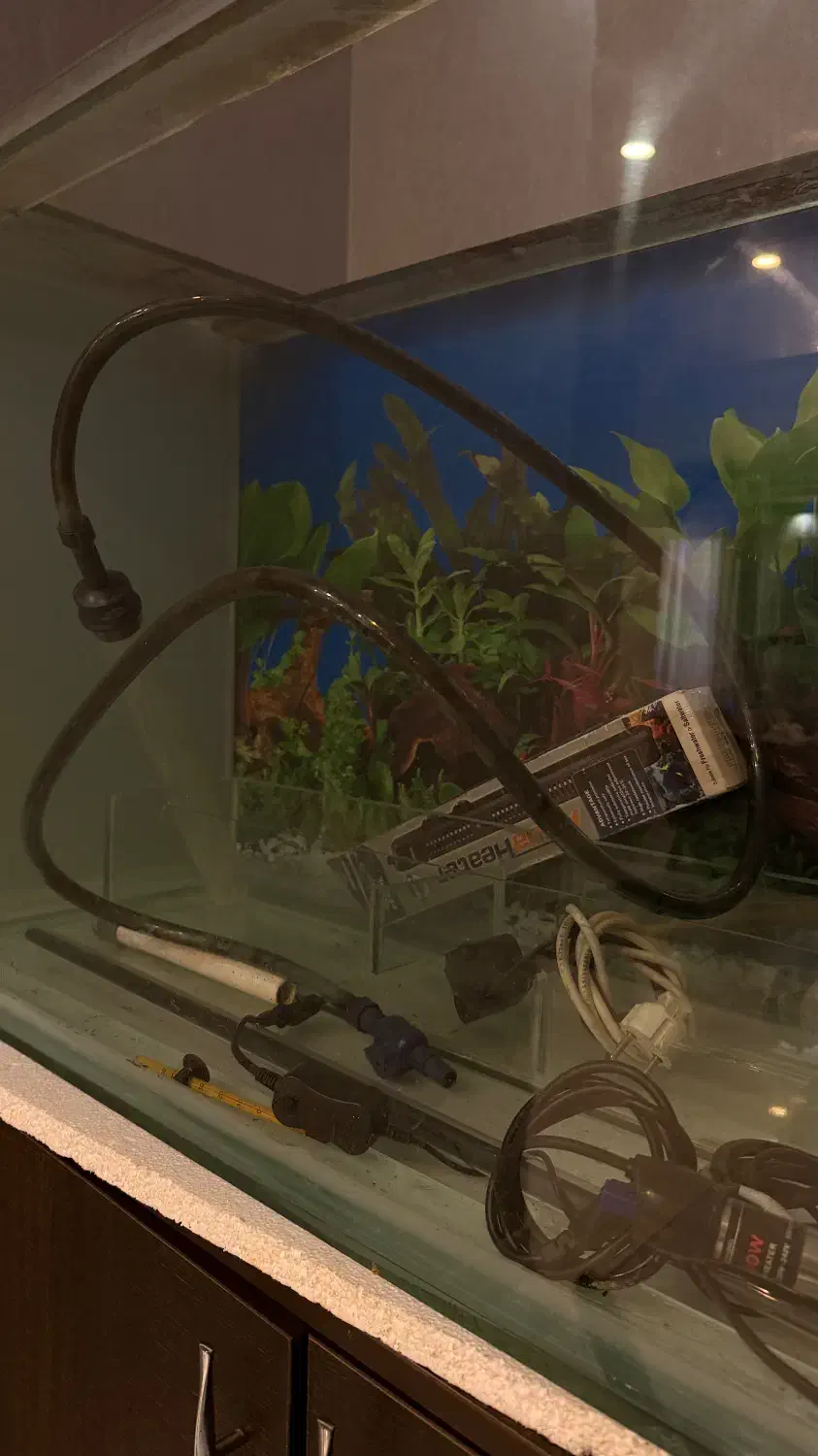 اکواریوم|ماهی|رشت, کوی جام جم|دیوار