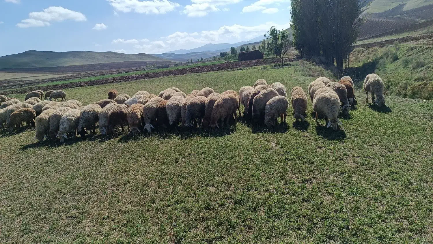 گوسفند|حیوانات مزرعه|آبش احمد, |دیوار