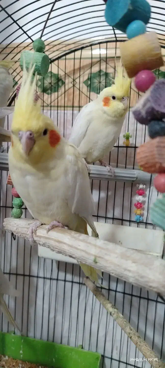 ماده عروس بالغ و تخمگزار|پرنده|میانه, |دیوار