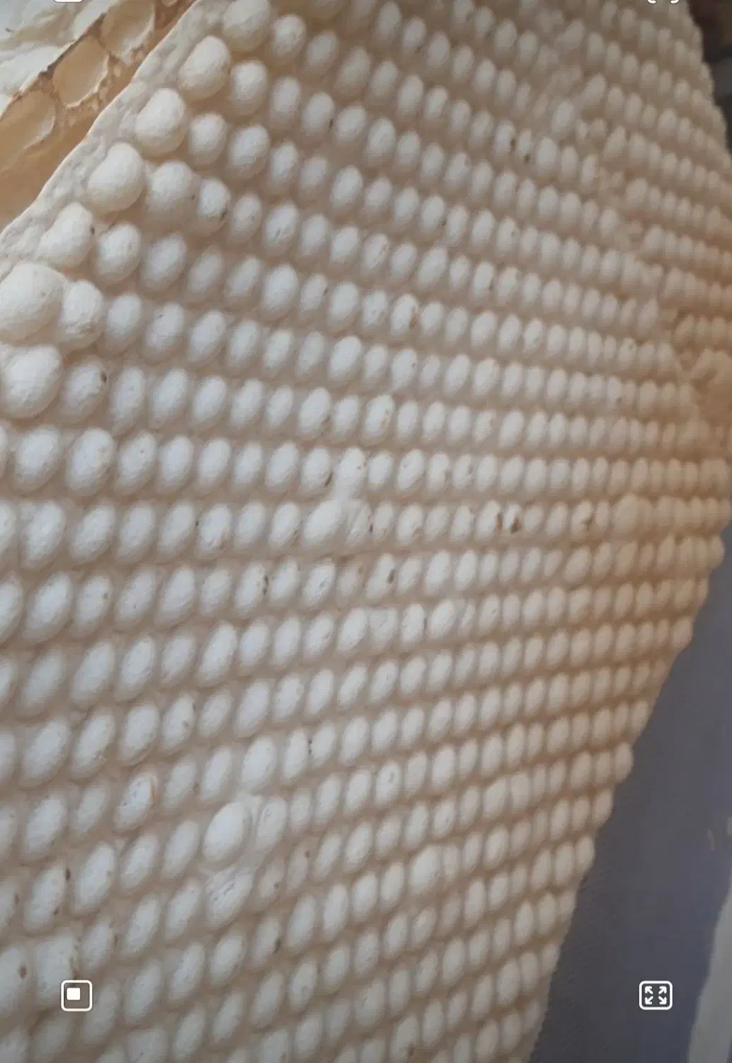 نانوایی لواش|فروشگاه و مغازه|سنندج, |دیوار