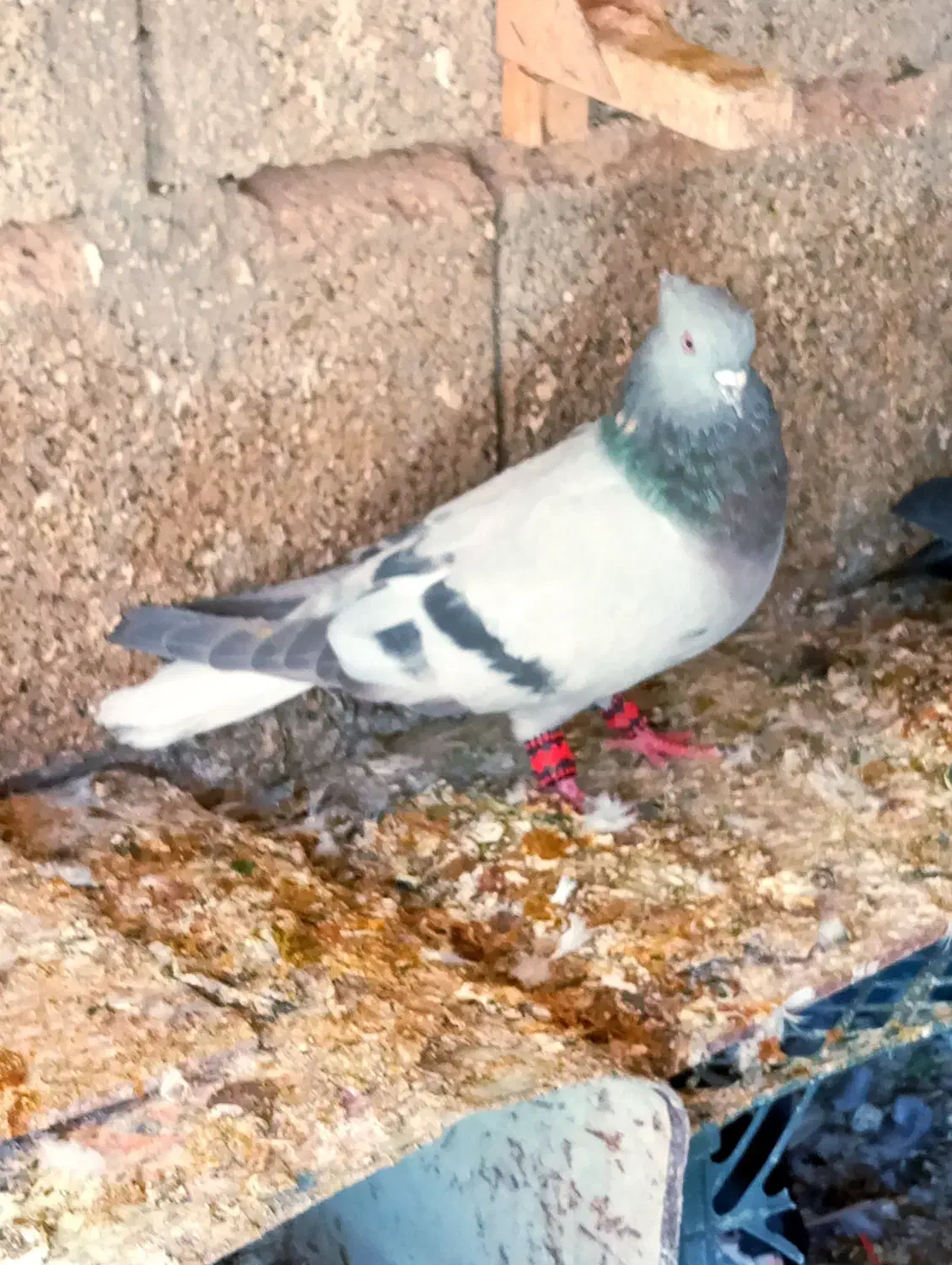 کفتر اتیغه|پرنده|شیراز, نارنجستان|دیوار