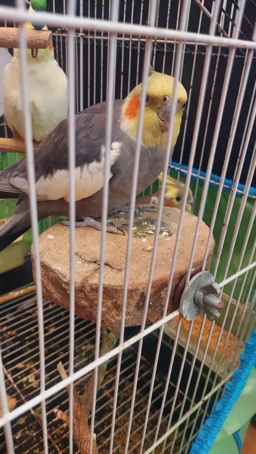 یک جفت طوطی عروس|پرنده|نور, |دیوار