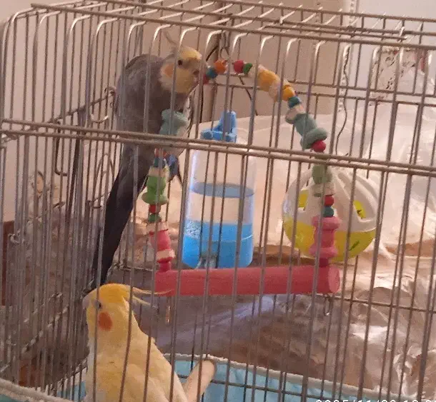 عروس هلندی|پرنده|شازند, |دیوار