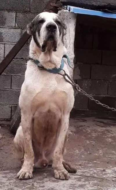 سگ روسیه الابای نگهبان نر یکساله نیم سراب ژرمن|سگ|تهران, استخر|دیوار
