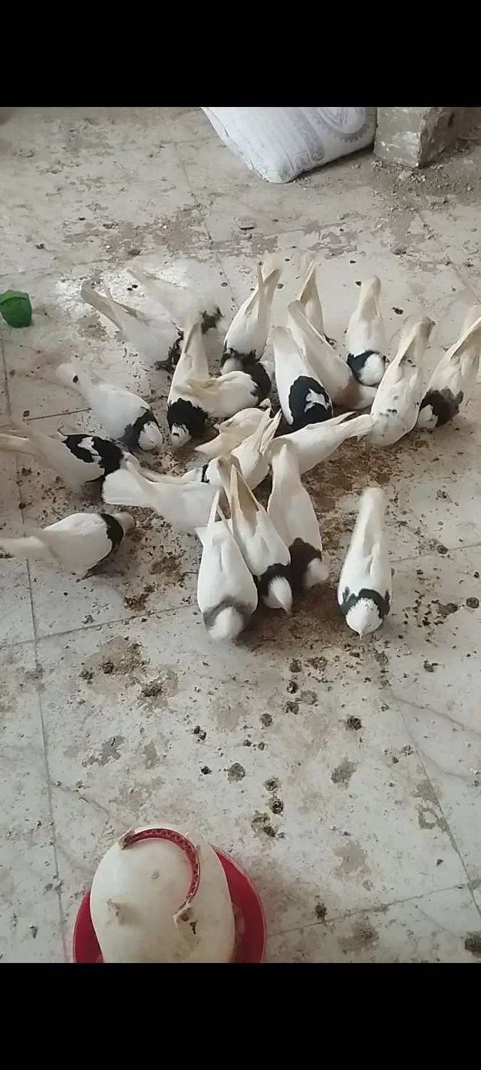 کبوتر|پرنده|گرمه, |دیوار