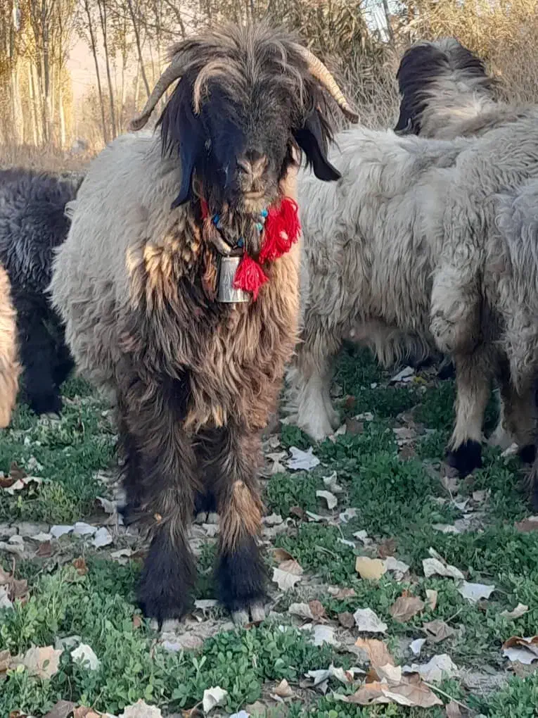 بره میش قوچ|حیوانات مزرعه|فارسان, |دیوار