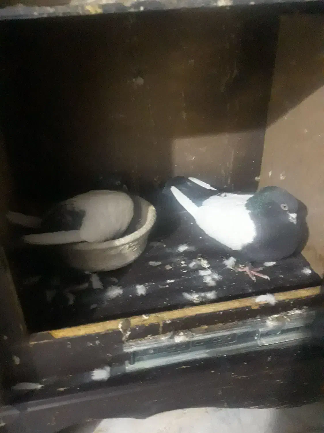 کفتر سینه سیاه|پرنده|قم, پاسدار|دیوار