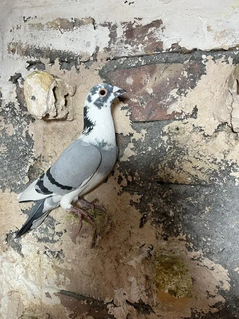 نر ابلغ سبز|پرنده|یزد, |دیوار