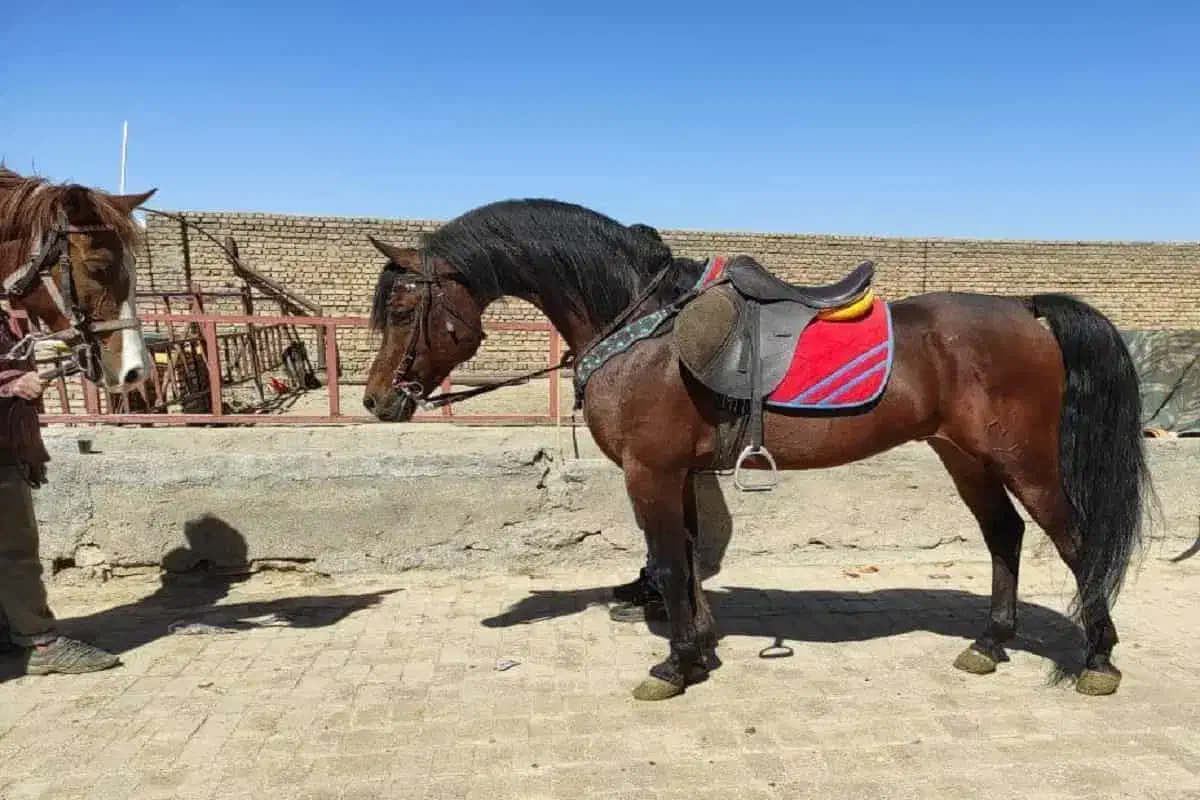 معامله اسب نریان و مادیان|اسب و تجهیزات اسب‌سواری|رباط‌کریم, شهرک صنعتی نصیرآباد|دیوار