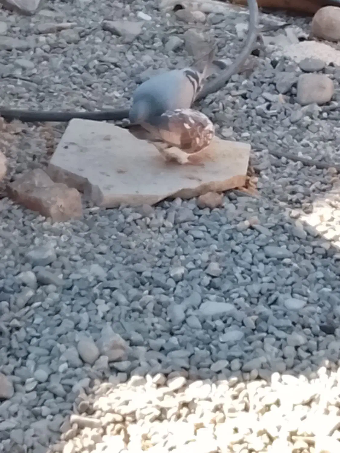 کبوتر همه عالی جفتی 600|پرنده|ایرانشهر, |دیوار