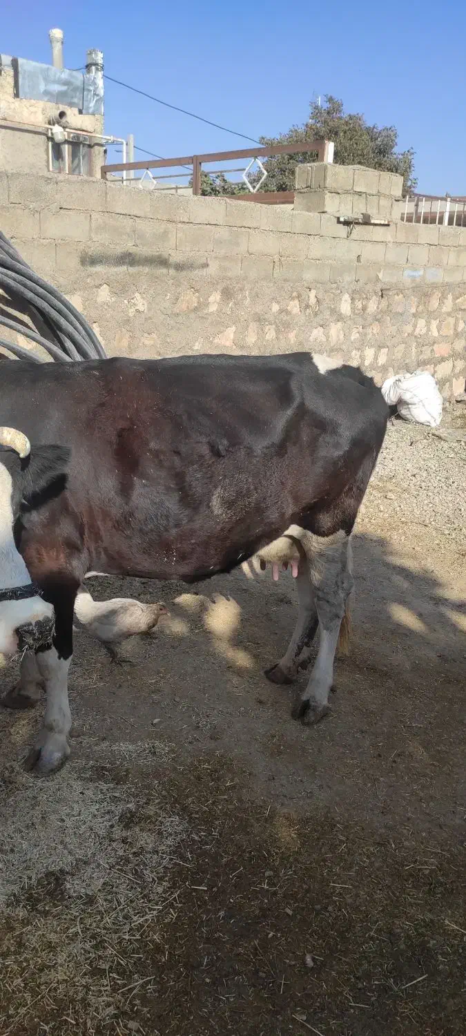 گاو گوساله شیری روزی 17تا 21شیر میده|حیوانات مزرعه|رومشکان, |دیوار