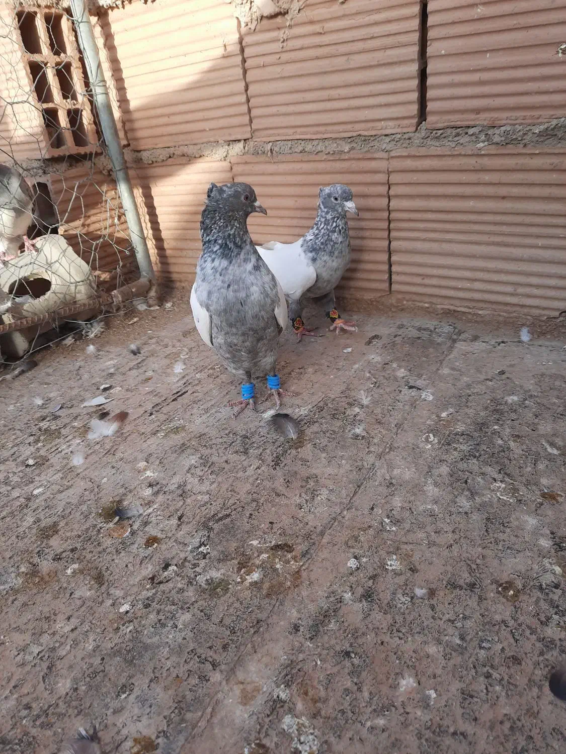 کبوتر|پرنده|شیروان (خراسان), |دیوار