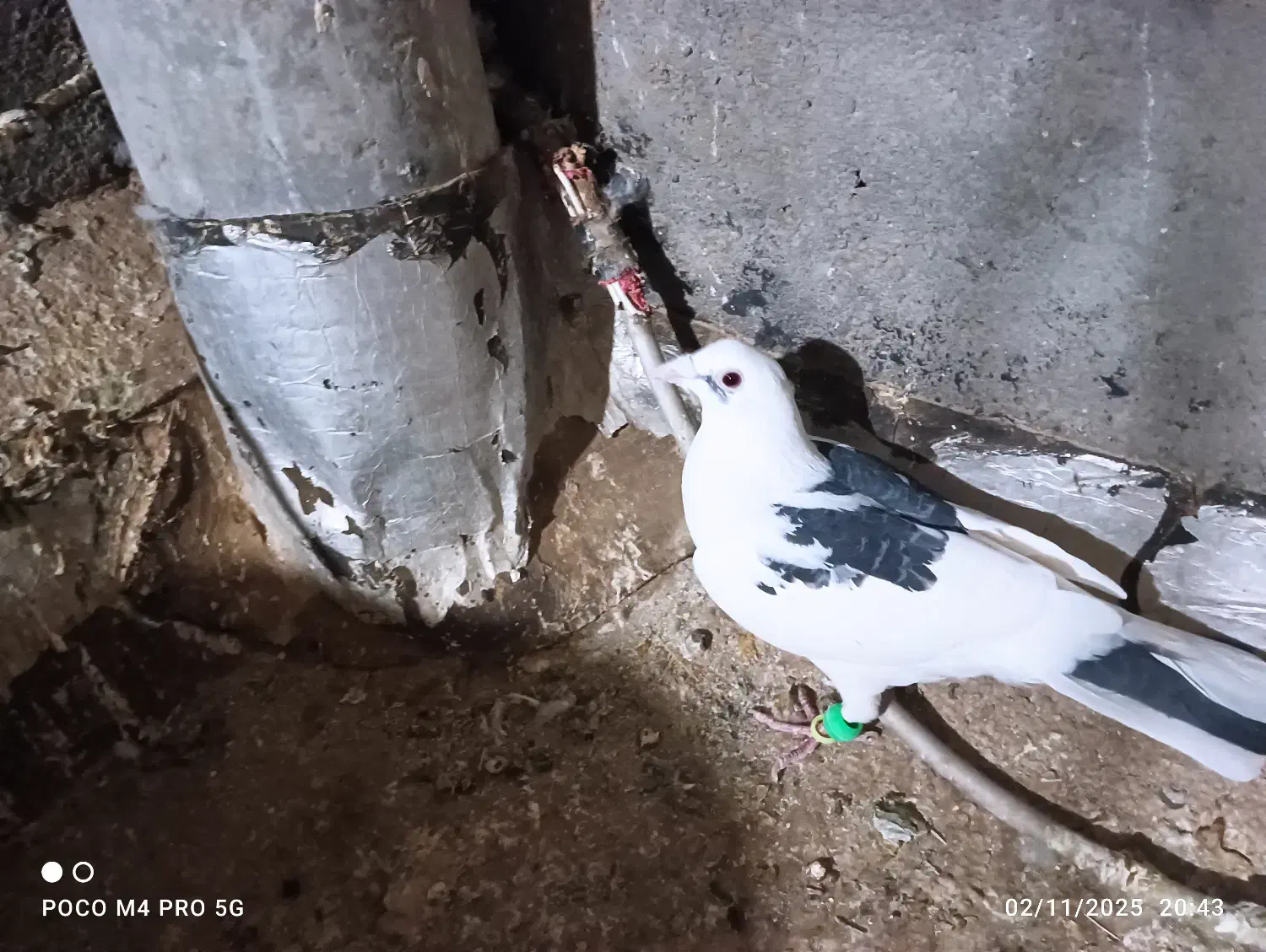 2تاصیدفروشی|پرنده|تربتحیدریه, ترمینال|دیوار