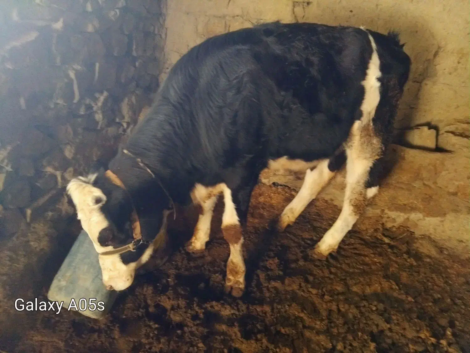 ۱۴۵۰۰|حیوانات مزرعه|راز وجرگلان, |دیوار