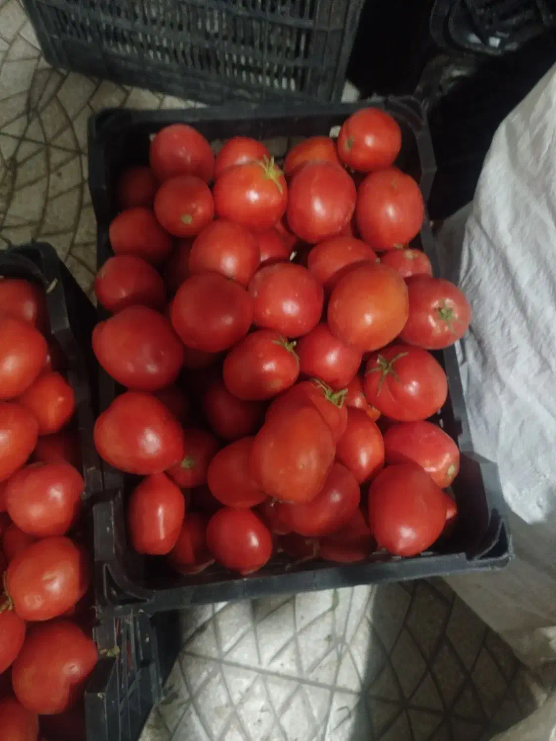 گوجه|خوردنی و آشامیدنی|مرودشت, استادیوم|دیوار