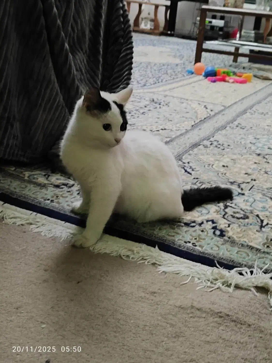 گربه مهربون|گربه|یزد, |دیوار