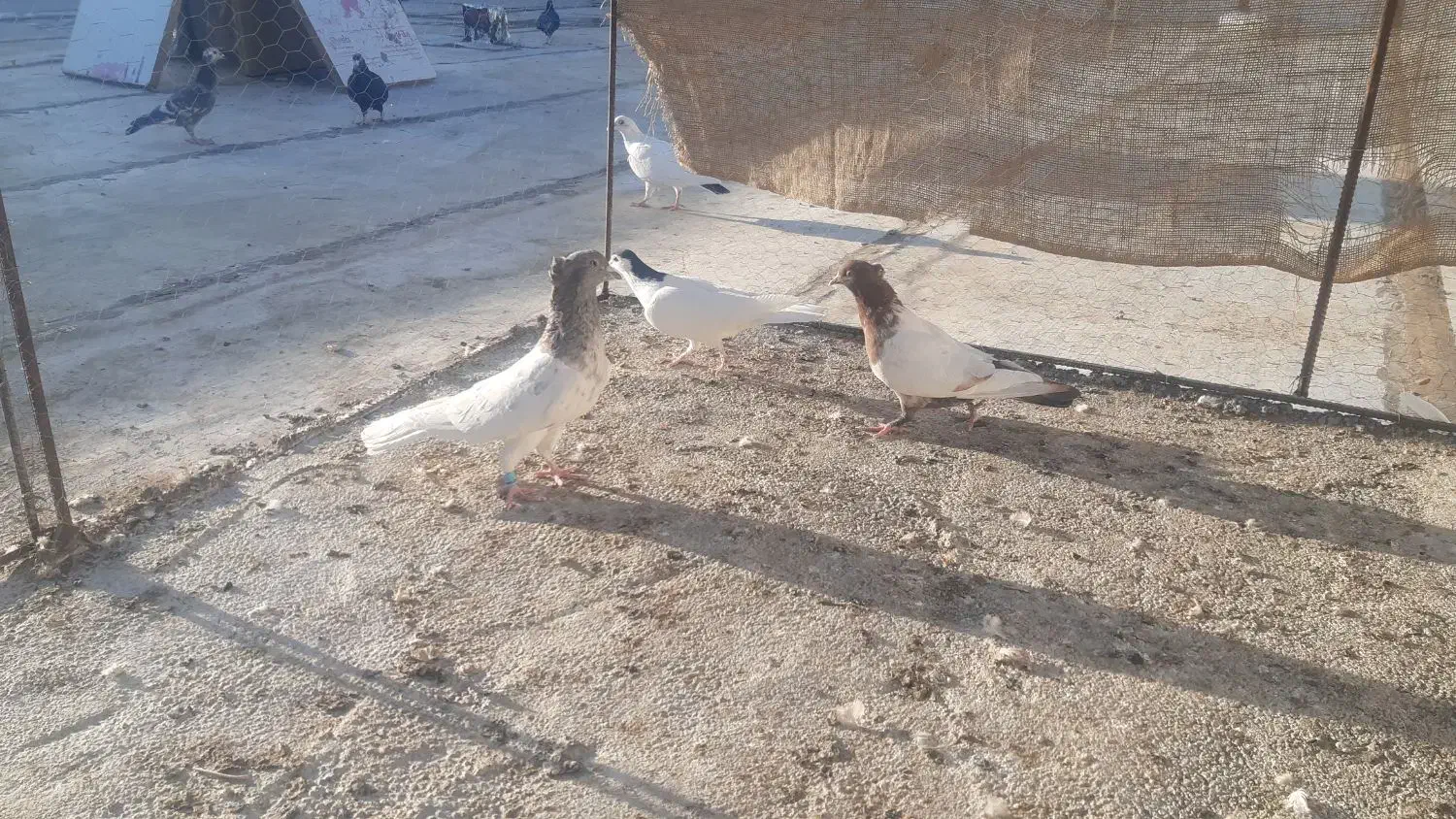 کبوتر نقش فروشی|پرنده|ریگ ملک, |دیوار