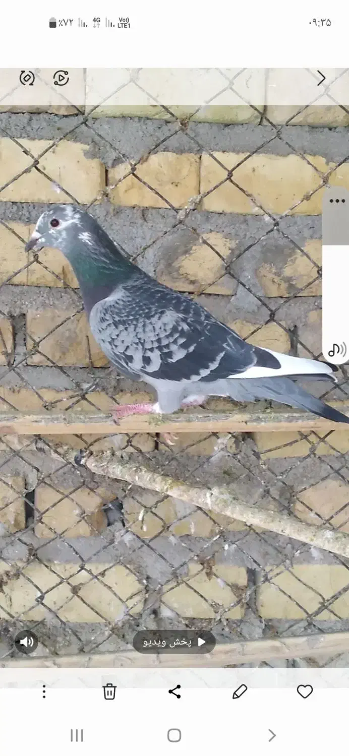 کبوتر دم سفید|پرنده|فراشبند, |دیوار