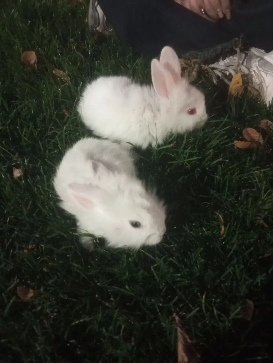 ۲عدد خرگوش مینیاتوری ۸۰۰ هزار تومن|موش و خرگوش|پارس‌آباد, |دیوار