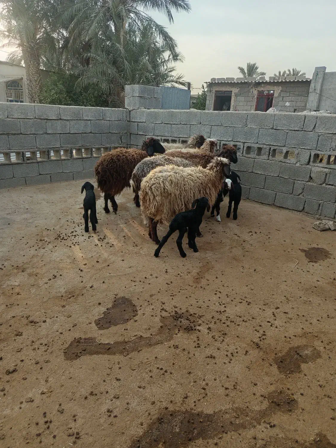 بره ،و میش چاق برای فروش|حیوانات مزرعه|برازجان, |دیوار