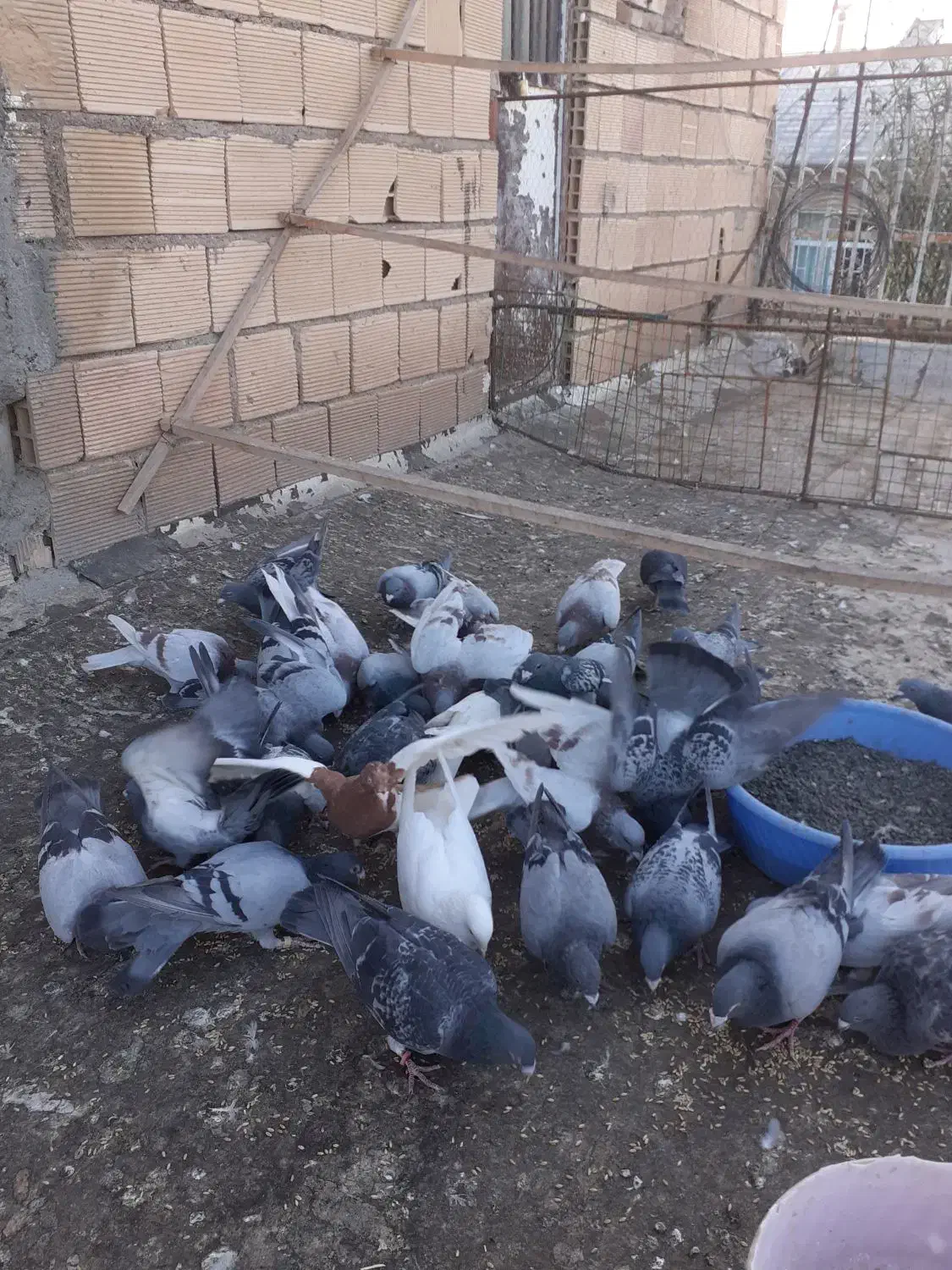 انواع کبوتر پلاکی دوبر|پرنده|خلخال, |دیوار