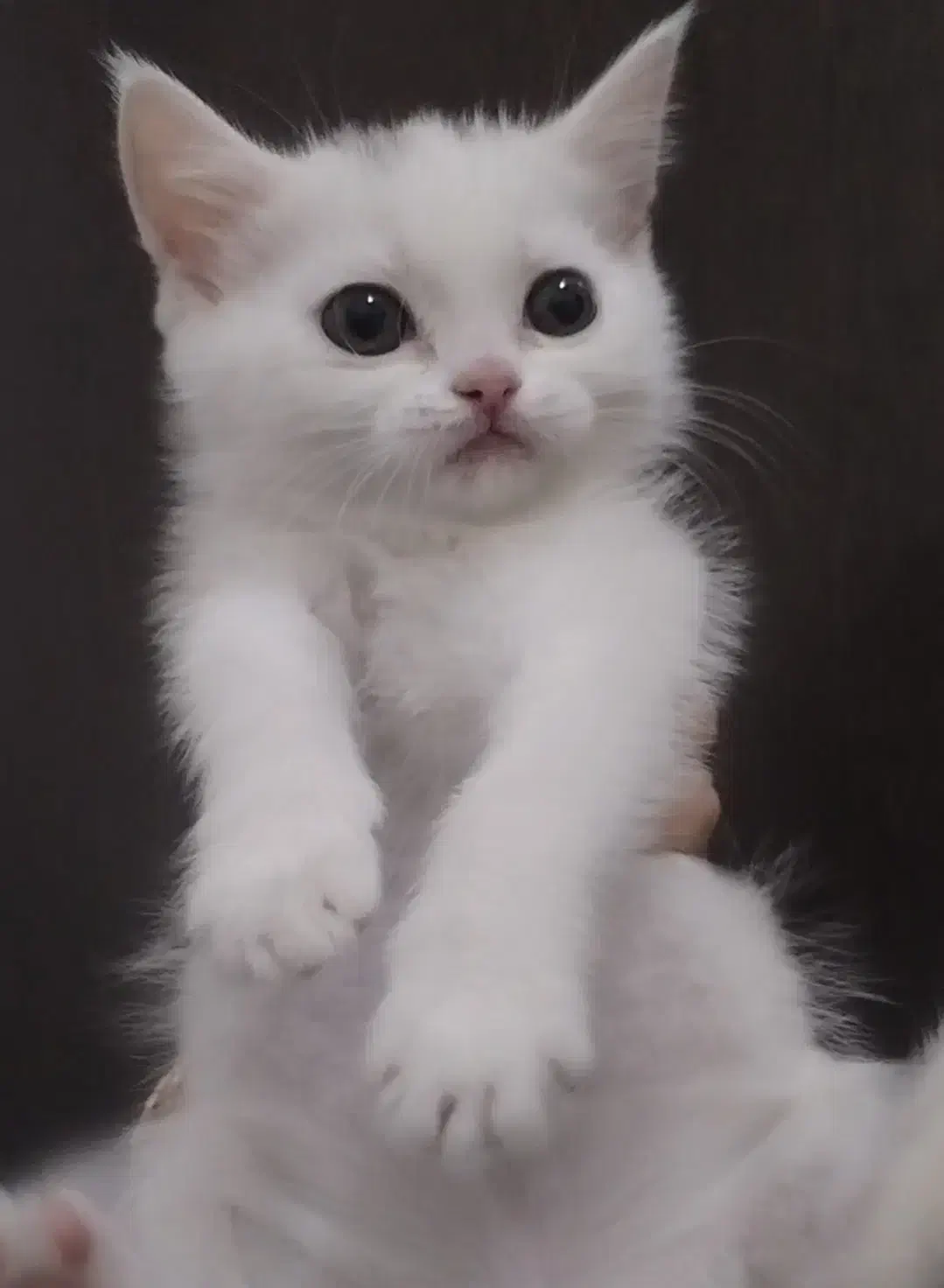 گربه بیریتیش سفیدو اسکاتیش پرشین مشکی|گربه|تهران, انبار نفت|دیوار