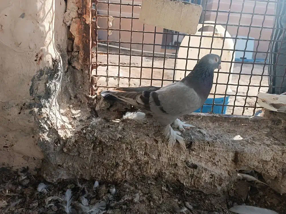 کبوتر دورگ|پرنده|کرخه, |دیوار
