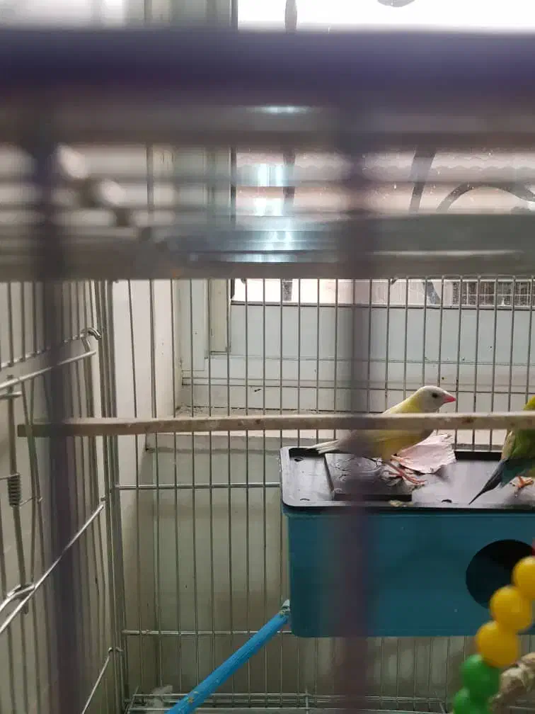 گلدین ماده بالغ آماده کاملا سرحال|پرنده|رشت, سعدی (تختی)|دیوار