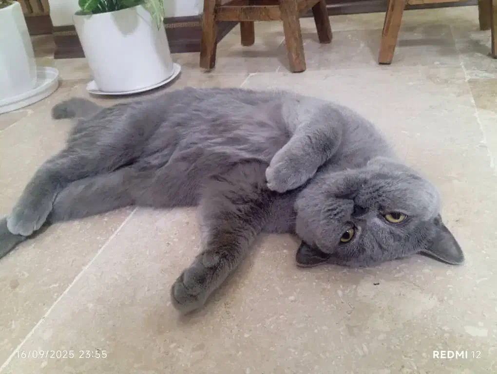 اسکاتیش نر رایگان نیست|گربه|پردیس, فاز ۸|دیوار