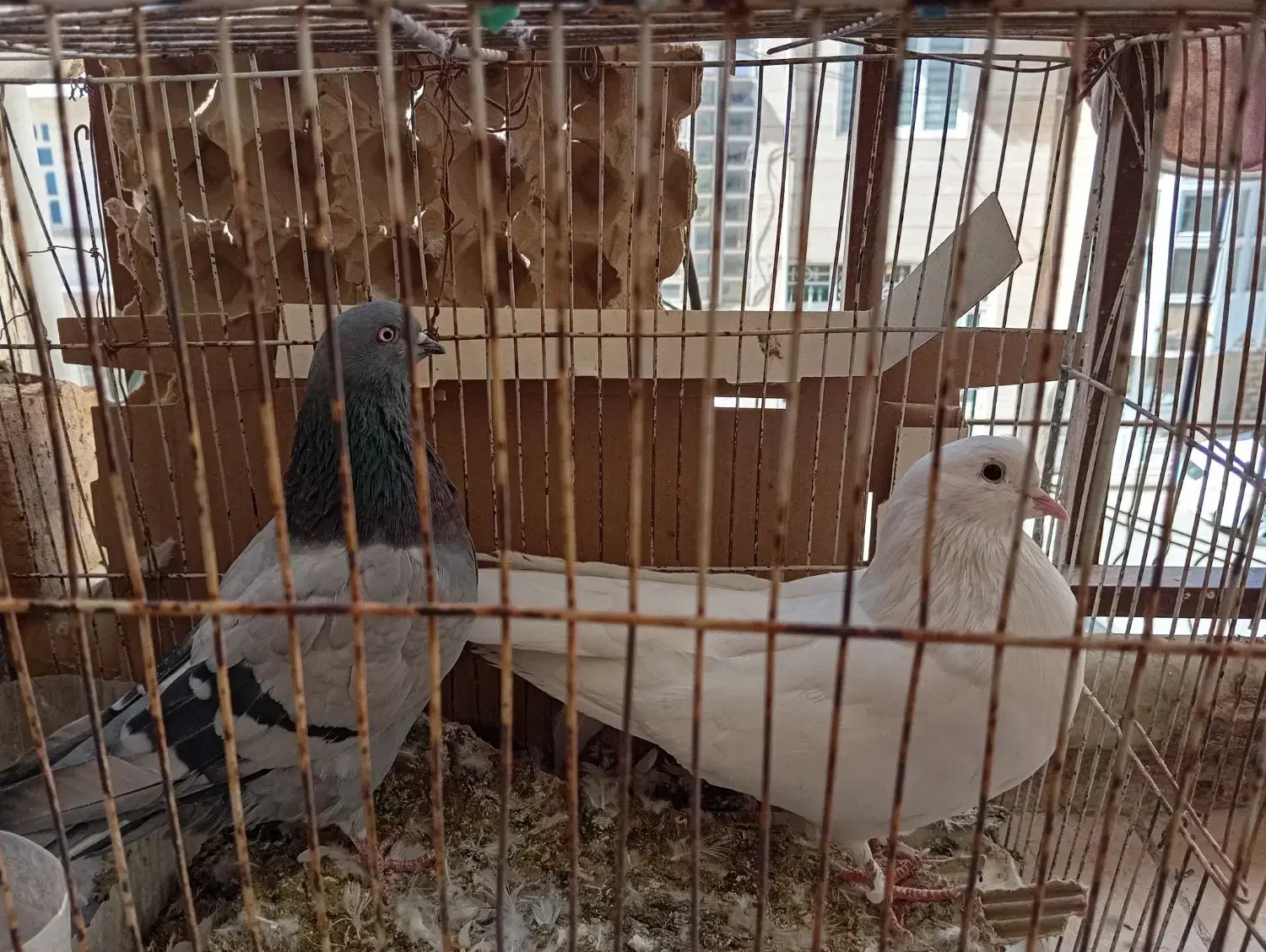 کبوتر|پرنده|ایوان, |دیوار