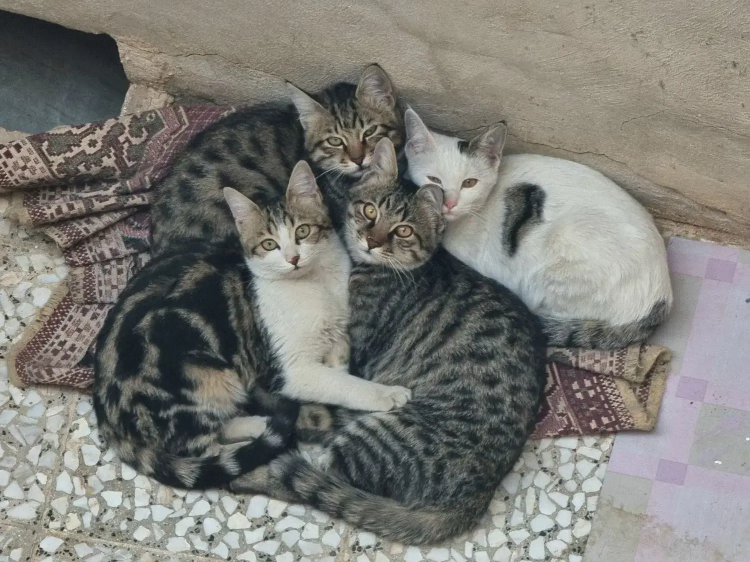 واگذاری ۴ گربه dsh (توضیحات خوانده شود)|گربه|قم, وادی السلام|دیوار