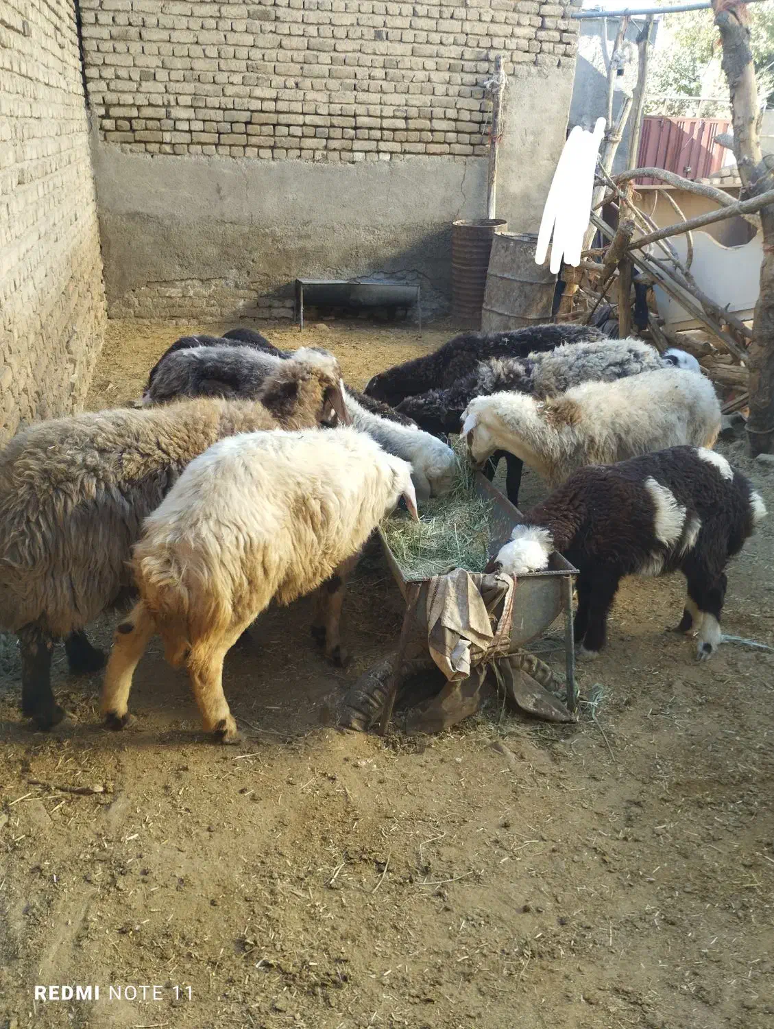 میش بره۶عدد(بره ها نر)|حیوانات مزرعه|بروجرد, |دیوار