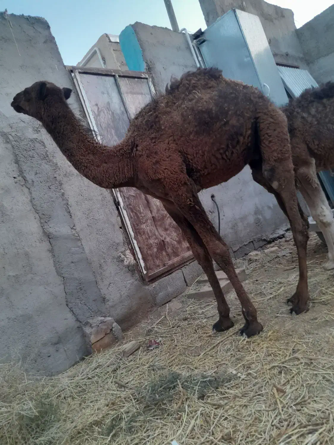 هاشی شتر بافق|حیوانات مزرعه|بافق, |دیوار